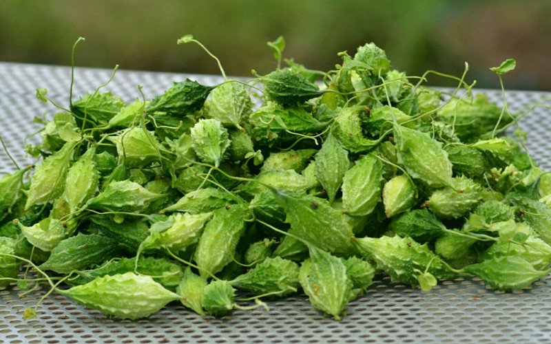 Lưu ý quan trọng khi dùng khổ qua rừng
