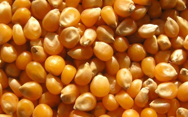 Lý do bắp rang bơ caramel nổ to tròn