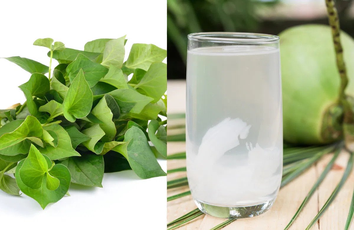 Ly nước rau diếp cá và nước dừa với rau diếp cá tươi