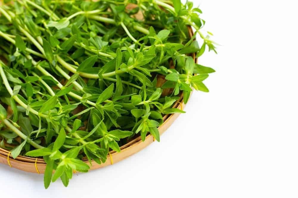 Ly nước rau ngổ xanh tươi đã được pha chế, minh họa cách nấu nước rau ngổ
