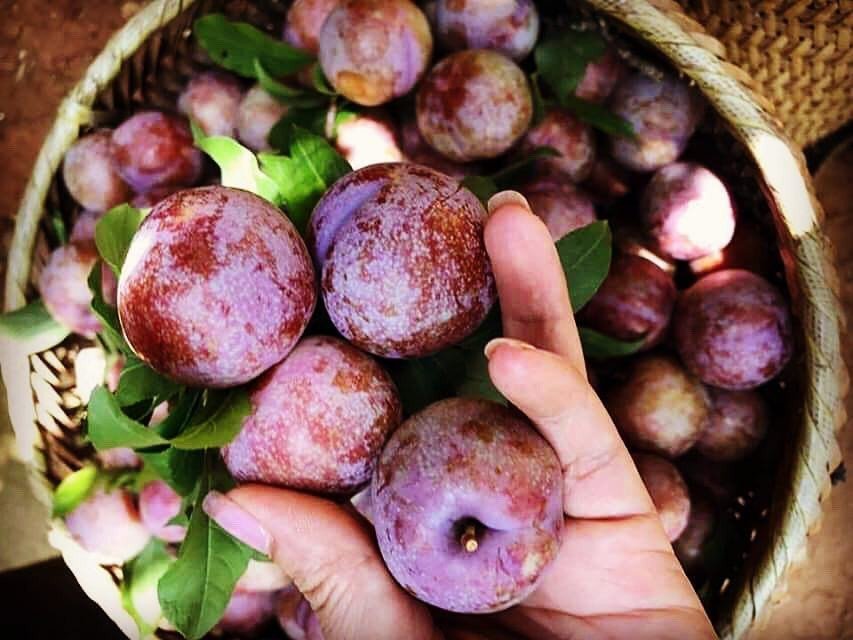 Mận có nhiều tác dụng tốt đối với sức khỏe
