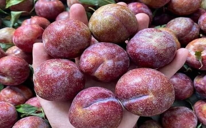 Mận tươi là trái cây bổ dưỡng với lượng calo thấp