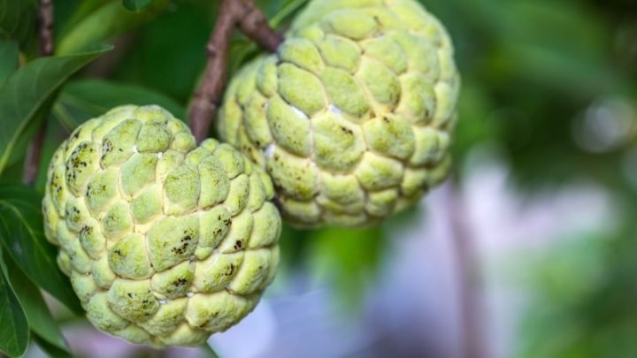 Mãng cầu na bao nhiêu calo - một loại trái cây giàu dinh dưỡng cho sức khỏe