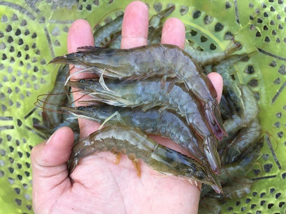mẹo chọn tôm tươi ngon chất lượng để nấu cháo cho bé