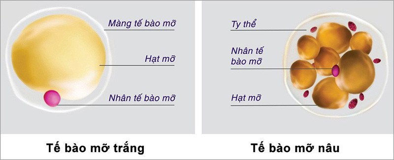 Minh họa cấu trúc tế bào mỡ trắng và mỡ nâu, giải thích cách tắm nước lạnh đốt calo bằng cách kích hoạt mỡ nâu.