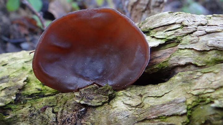 Mộc nhĩ đen khô và tươi, minh họa cho định nghĩa mộc nhĩ