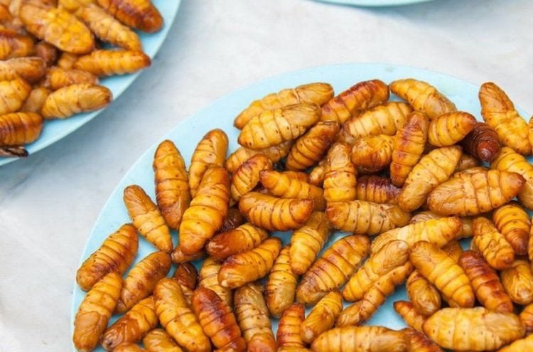 Món ăn ngon và bổ dưỡng từ nhộng tằm tươi, tìm hiểu nhộng bao nhiêu calo