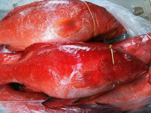 món ăn từ cá mú tươi ngon