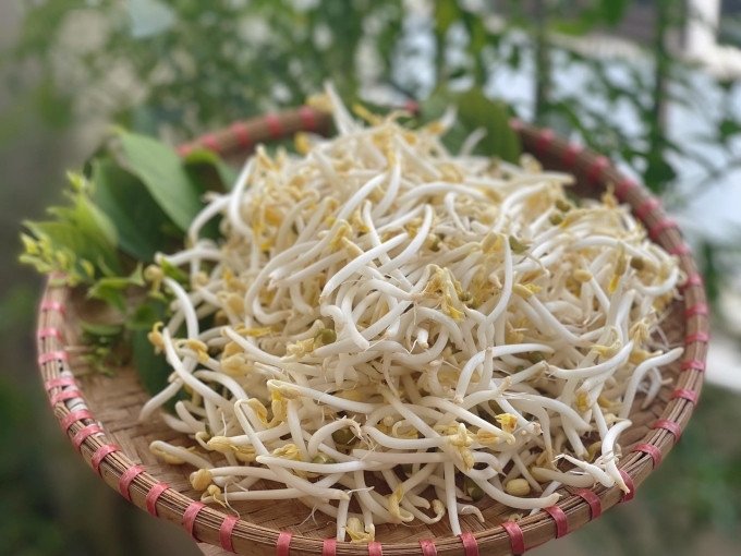 Món ăn từ giá đỗ tươi ngon, dinh dưỡng