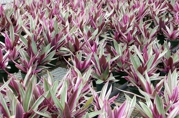 Một bó lá cây lẻ bạn tươi xanh tím, nguyên liệu quan trọng khi tìm hiểu cách nấu nước cây lẻ bạn