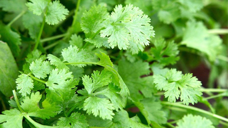 Một bó ngò rí tươi ngon, sẵn sàng cho việc chế biến cách nấu nước ngò rí lọc thận tại nhà.