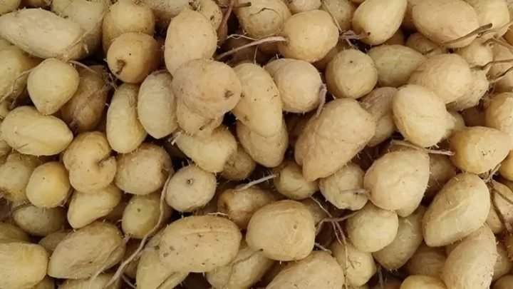 Một đĩa củ lùn tươi, biểu tượng cho thực phẩm giàu dinh dưỡng và ít calo, được nhiều người ăn kiêng tìm kiếm thông tin về 100g củ lùn luộc bao nhiêu calo.