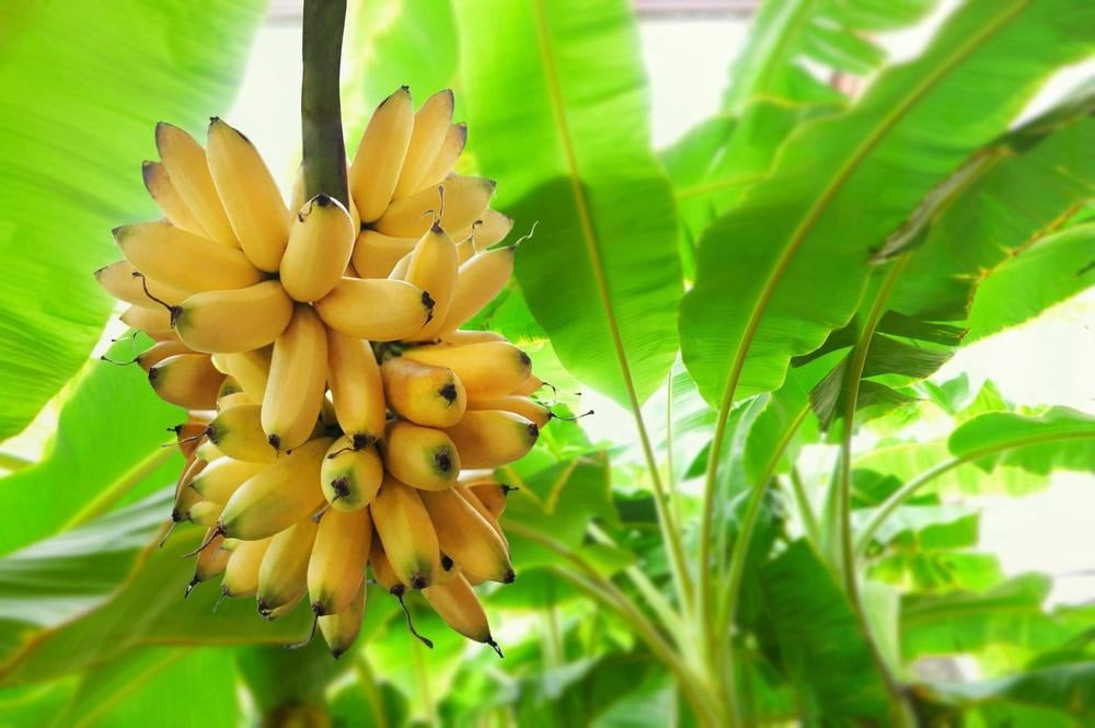 Một lát chuối chín được cắt ra, hiển thị rõ phần thịt chuối màu vàng nhạt