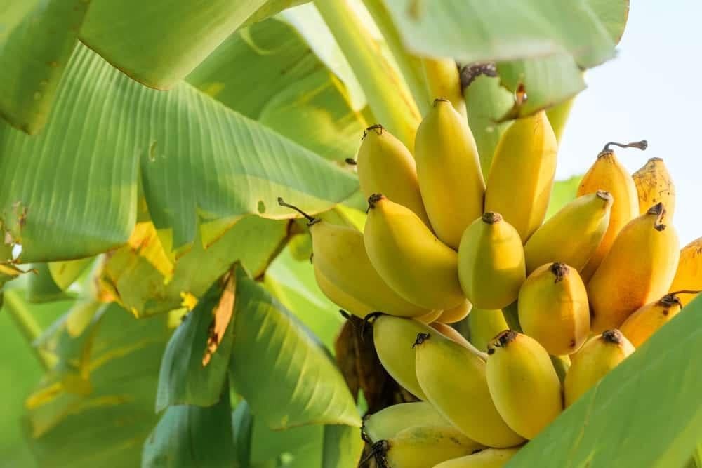 Một quả chuối chín vàng lột vỏ một phần, sẵn sàng để ăn