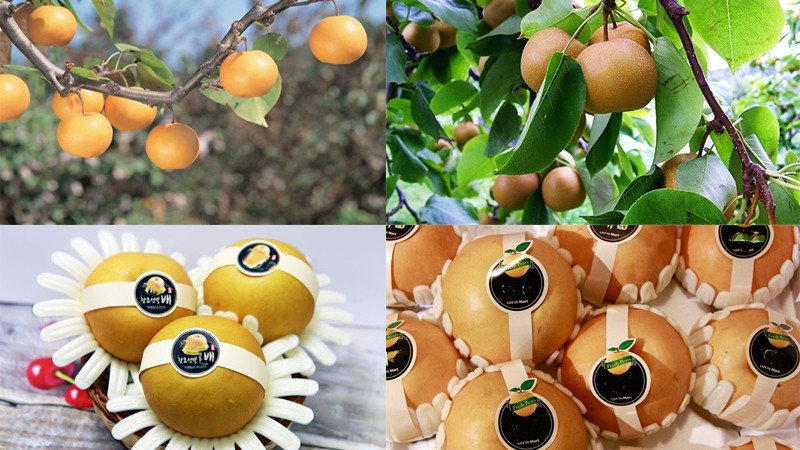 Một rổ lê Hàn Quốc tươi ngon, biểu tượng cho lợi ích sức khỏe và giá trị dinh dưỡng của 100g lê Hàn Quốc