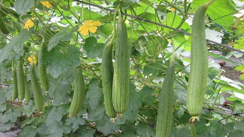 Mướp hương chứa rất ít calo, nhưng giàu vitamin và khoáng chất