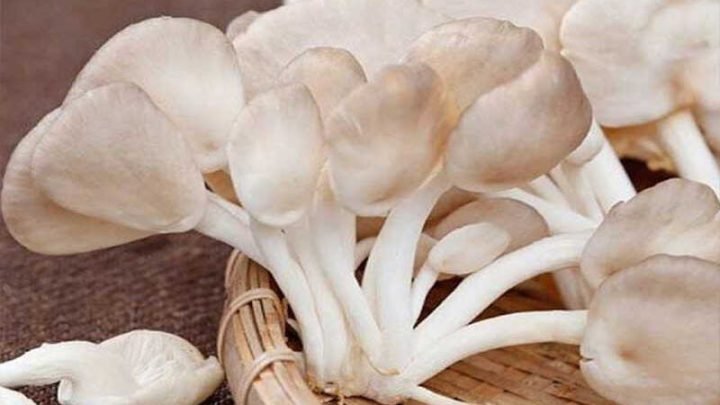 Nấm bào ngư tươi ngon trên đĩa, minh họa cho câu hỏi 100g nấm bào ngư bao nhiêu calo