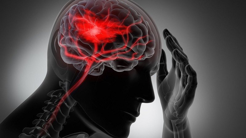 Nấm bào ngư tươi tốt cho não bộ, hỗ trợ chức năng nhận thức