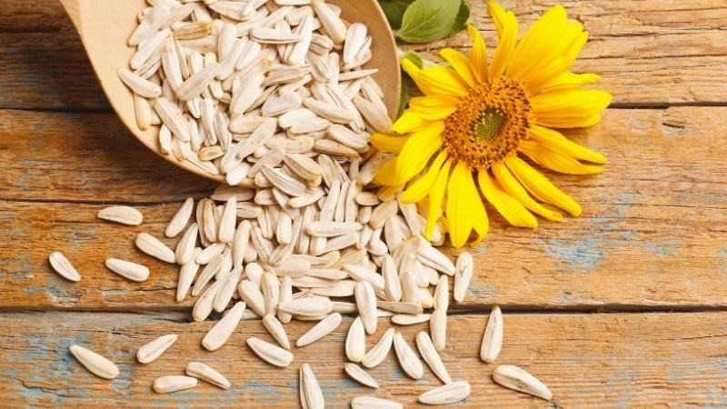 Nắm hạt hướng dương nhỏ trong tay, tượng trưng cho việc kiểm soát khẩu phần ăn và lượng calo