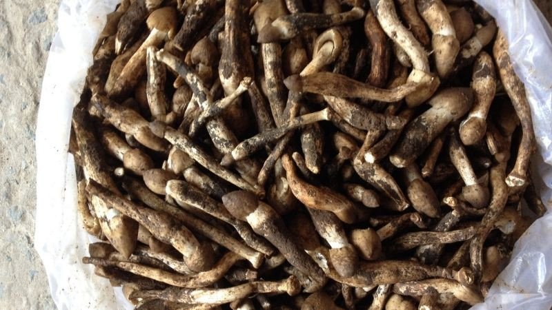 Nấm mối đã sơ chế sẵn sàng để xào