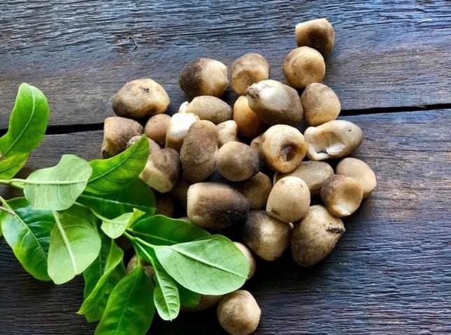 Nấm Bao Nhiêu Calo? Giải Mã Lợi Ích Dinh Dưỡng Toàn Diện Nấm rơm tươi ngon chứa ít calo, giàu dưỡng chất thiết yếu