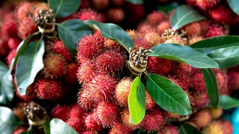Nên chọn mua những trái chôm chôm chín có màu đỏ hoặc vàng tươi