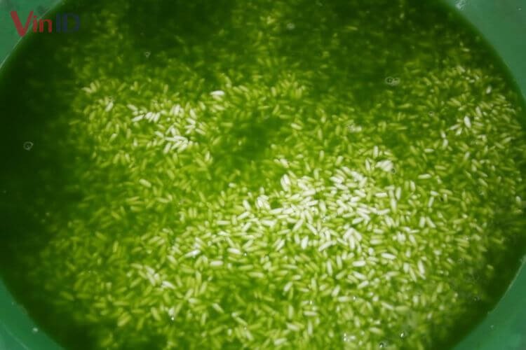 Ngâm gạo nếp cùng nước cốt lá dứa và nước cốt dừa dão