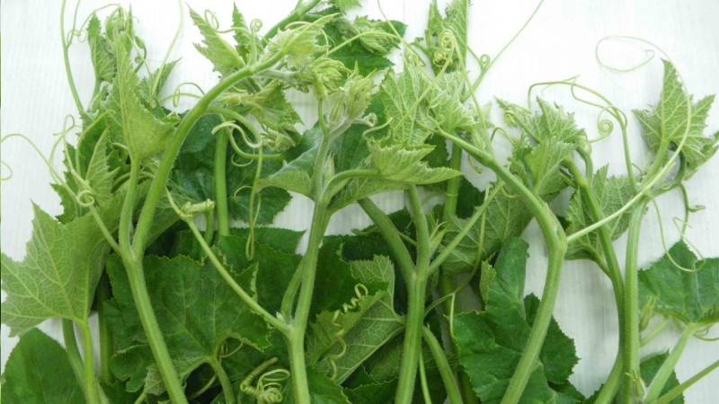 Ngọn rau bí non mướt với những sợi tua cuốn đặc trưng