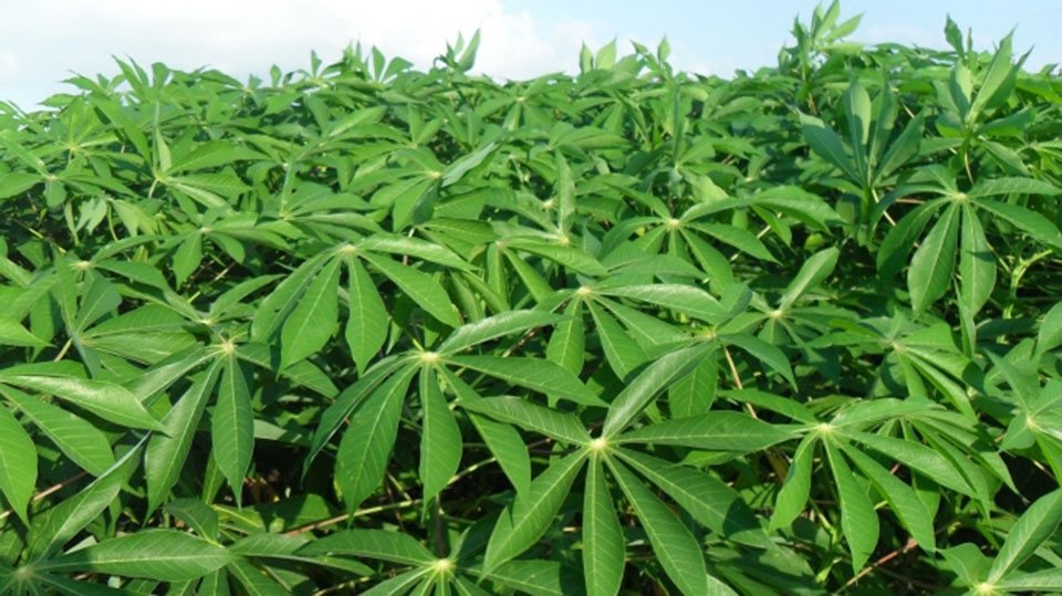 Ngọn rau sắn tươi non