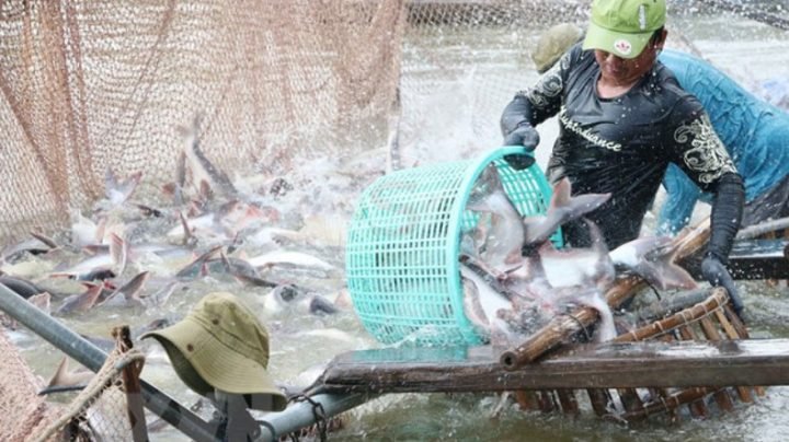 Người dân thu hoạch cá tra trong môi trường an toàn