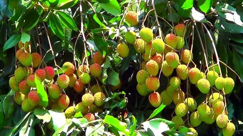 Nguy cơ khi ăn vải chưa chín