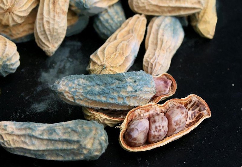 Nguy hiểm khi ăn lạc rang mốc