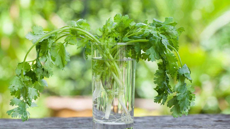 Nguyên liệu cần thiết gồm ngò rí, chanh và nước lọc để thực hiện cách nấu nước ngò rí lọc thận đơn giản.