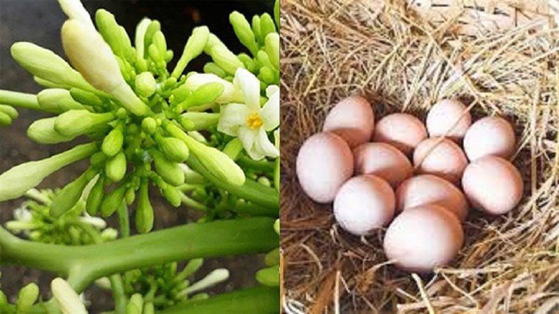 Nguyên liệu tươi ngon cho món hoa đu đủ đực xào trứng gà