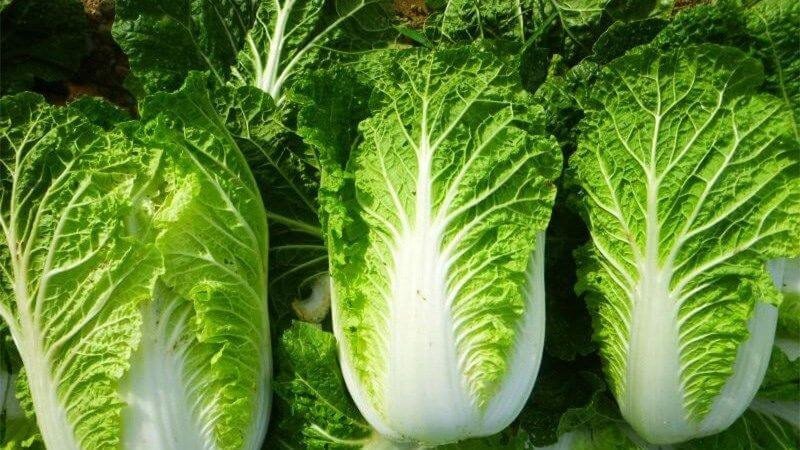 Những bắp cải thảo với kích thước vừa vặn tại chợ