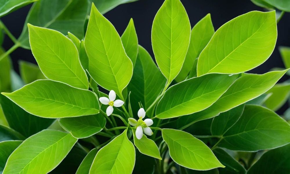 Những chiếc lá vối xanh mướt sẵn sàng cho công thức cách nấu nước lá vối tại nhà