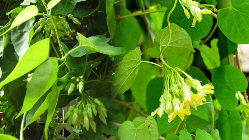 Những chùm hoa thiên lý trắng ngần, nấu canh cua đồng rất hợp