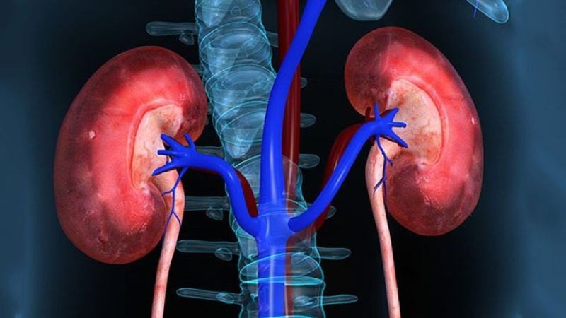 Những đối tượng cần thận trọng khi tiêu thụ bí đao để đảm bảo sức khỏe