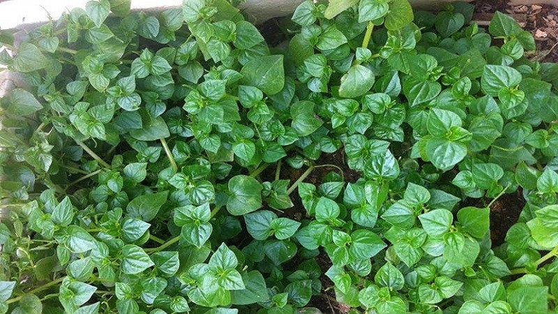 Những lưu ý cần biết khi sử dụng rau càng cua