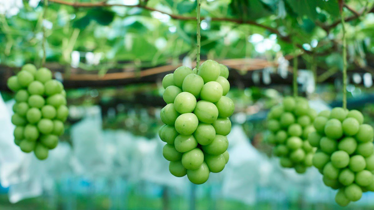 Những lưu ý quan trọng để ăn nho Mỹ đúng cách và hiệu quả