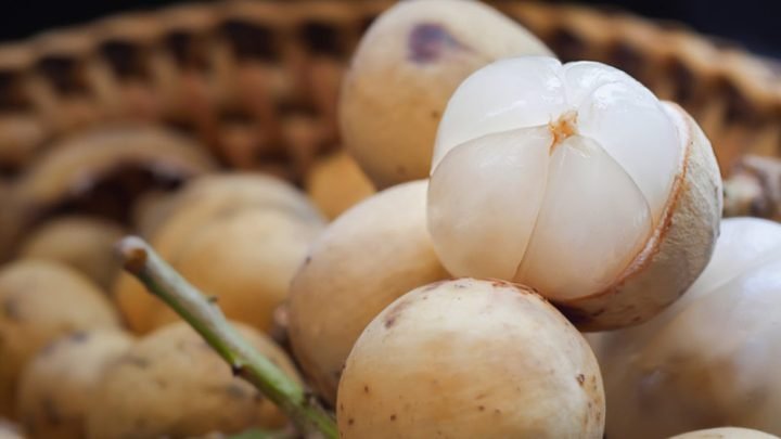 Những quả bòn bon tươi ngon trên cành, minh họa cho câu hỏi trái bòn bon bao nhiêu calo.