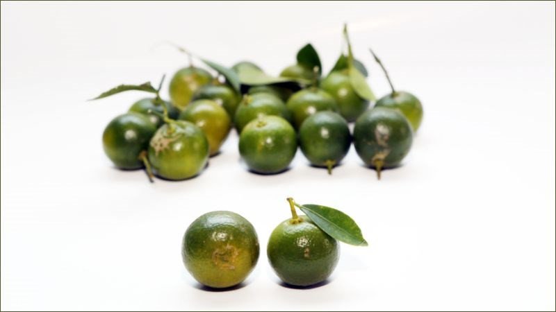 Những quả quất vàng ươm, căng mọng, chuẩn bị cho công thức siro húng chanh quất mật ong