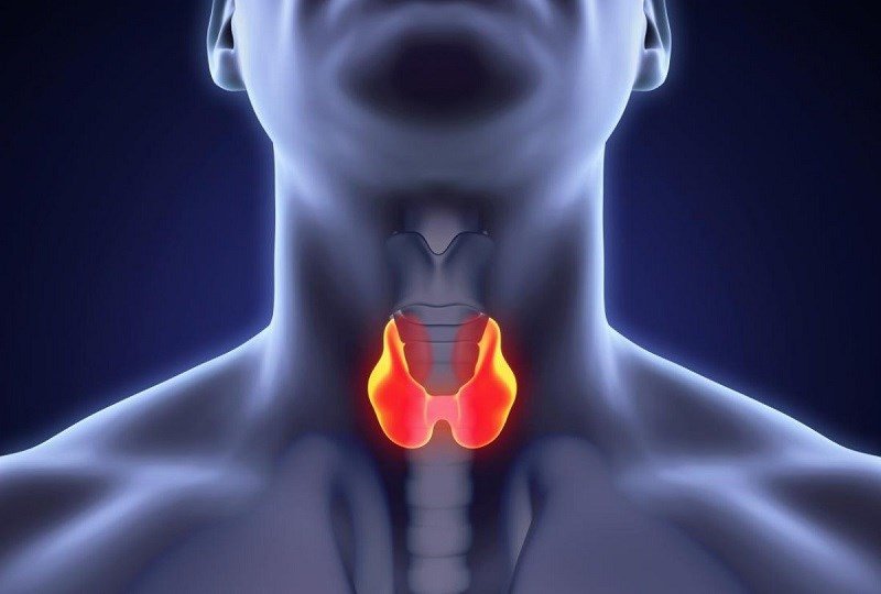 Nước dừa có thể hỗ trợ chức năng tuyến giáp, góp phần ổn định trao đổi chất
