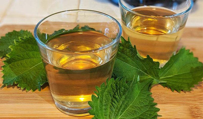 Nước lá tía tô tươi đơn giản giúp giảm cân