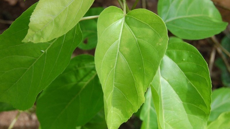 Nước uống từ lá cách hỗ trợ chức năng gan khỏe mạnh