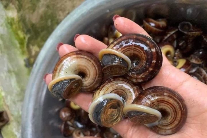 Ốc đá núi tươi sống với kích thước vừa phải, sẵn sàng cho các món xào hấp dẫn