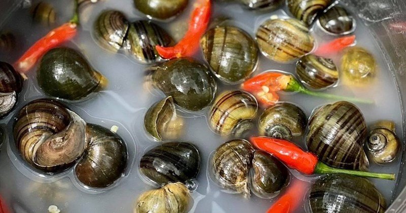 Ốc lễ được rửa sạch sẽ trước khi chế biến món ăn ngon