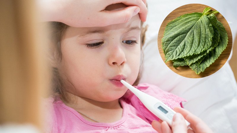 pha nước lá tía tô hạ sốt