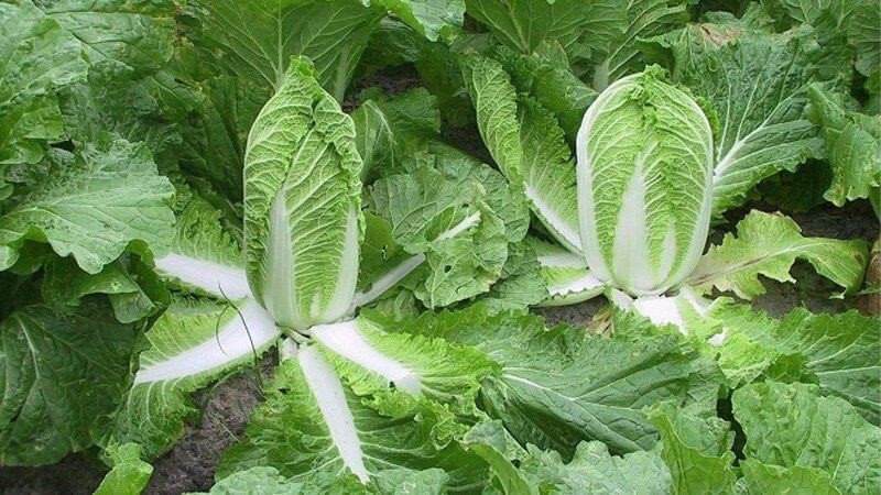 Phân biệt cải thảo tự nhiên qua hình dáng thon dài