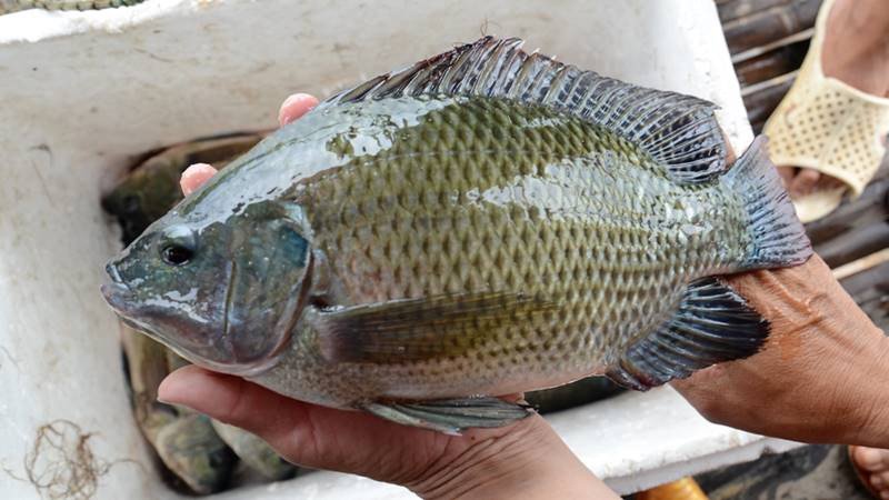 Phân tích lượng calo trong 100g cá rô phi hấp